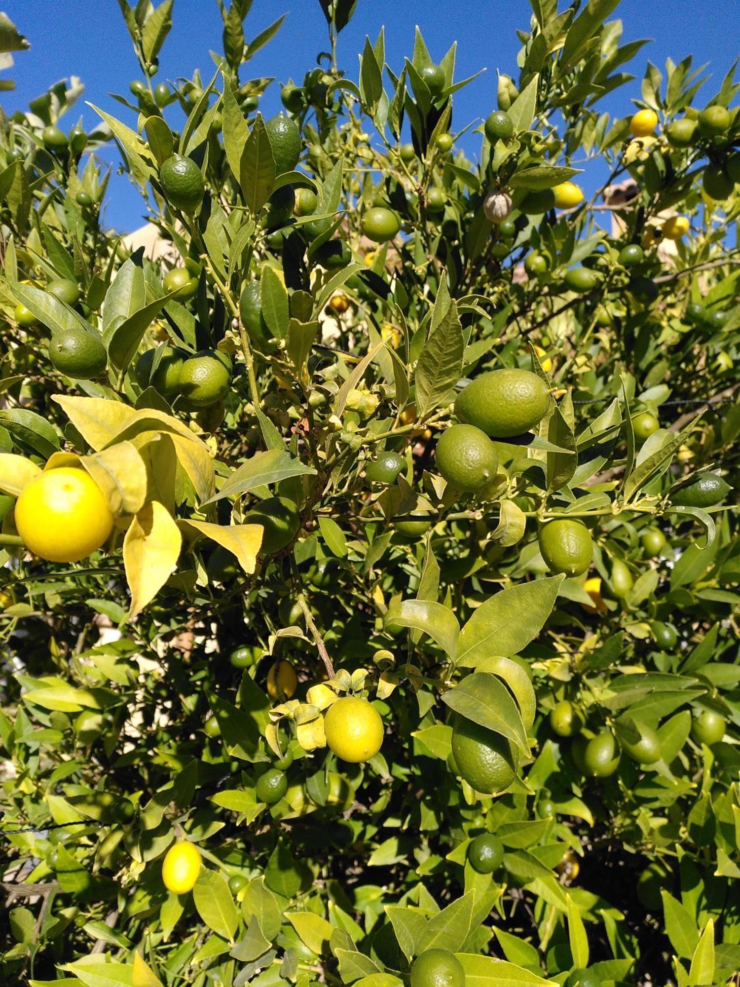Finca Caracol Bolulla Екстериор снимка